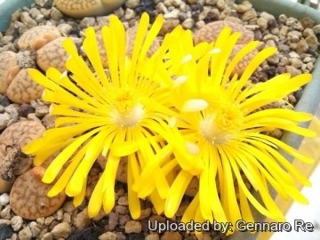 Lithops pseudotruncatella C381 (syn. alpina) TL: 30 km S of Windhoek, Namibia