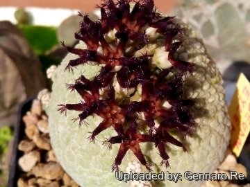 Pseudolithos eylensis