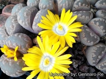 Lithops otzeniana