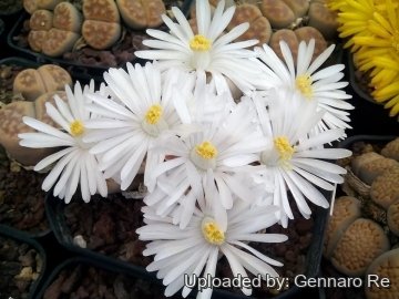 Lithops julii C063 60 km SE of Warmbad, Namibia