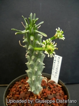 Euphorbia tuberculata