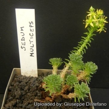 Sedum multiceps