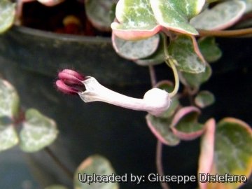 Ceropegia linearis subs. woodii f. variegata