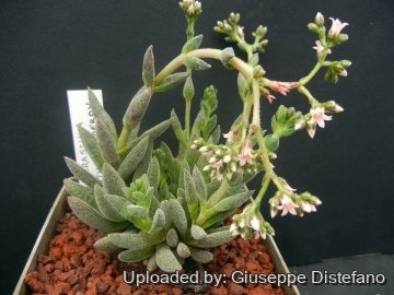 Crassula х justi-corderoyi