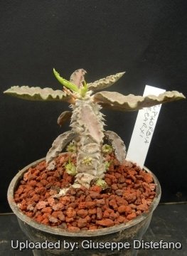 Euphorbia decaryi