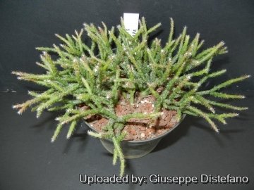 Rhipsalis pilocarpa