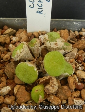 Conophytum ricardianum