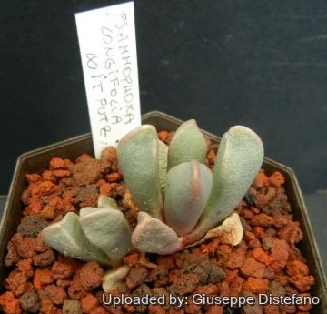 Psammophora longifolia