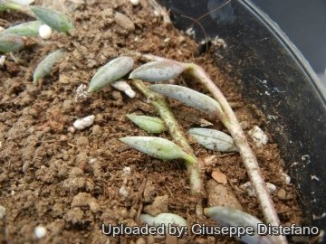 Senecio radicans