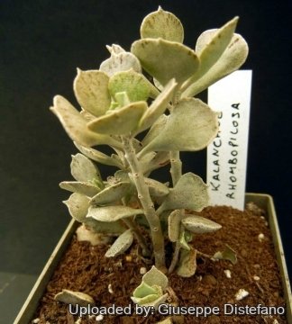 Kalanchoe rhombopilosa