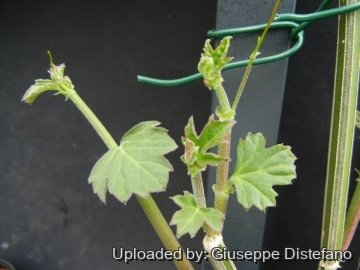 Cissus quinquangularis