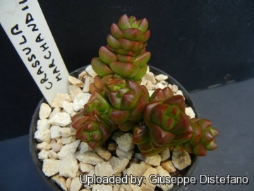 Crassula х marchandii