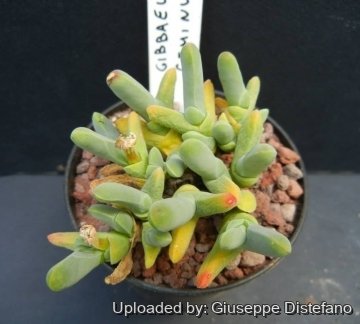 Gibbaeum geminum