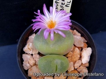 Conophytum subfenestratum