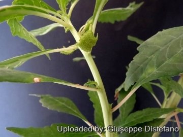 Dorstenia zanzibarica