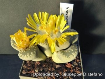 Lithops otzeniana