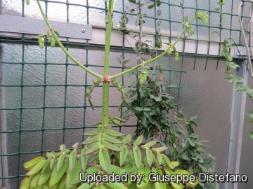 Kalanchoe prolifera