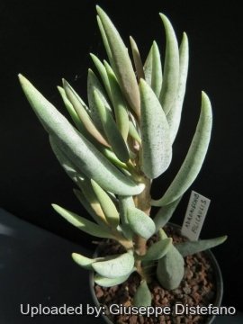 Adromischus filicaulis