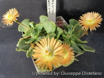 Aloinopsis malherbei