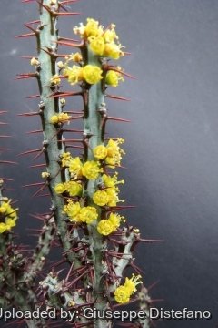 Euphorbia aeruginosa
