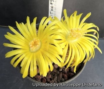 Lithops aucampiae subs. euniceae