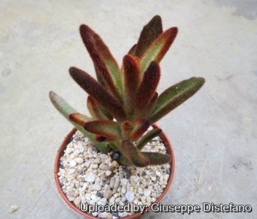 Kalanchoe tomentosa cv. Chocolate Soldier