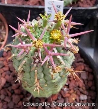 Euphorbia stellispina