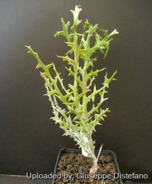 Euphorbia stenoclada