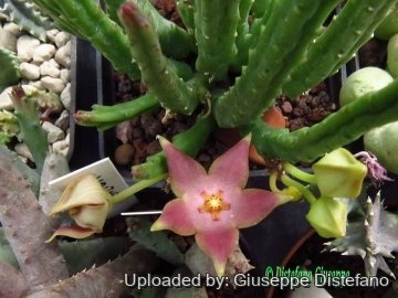 Stapelia divaricata