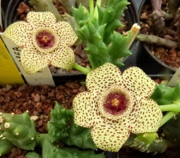 Orbea pulchella
