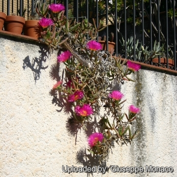 Carpobrotus chilensis