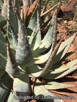 Aloe hereroensis