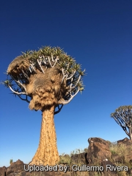 Aloe dichotoma