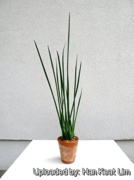 Sansevieria bacularis