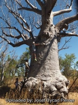 Adansonia gregorii