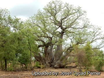 Adansonia gregorii