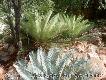 Cycas furfuracea