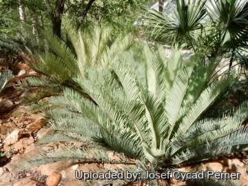 Cycas furfuracea