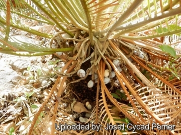 Cycas furfuracea