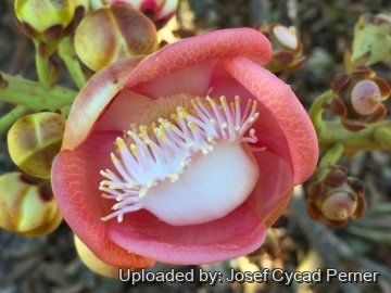 Couroupita guianensis