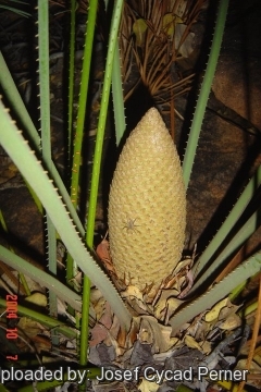 Cycas wadei