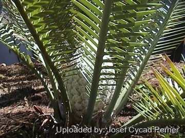 Dioon edule