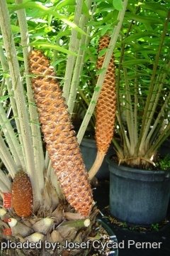 Encephalartos gratus
