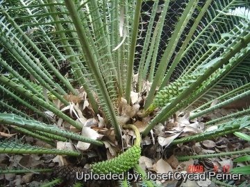 Encephalartos whitelockii