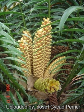 Encephalartos hildebrandtii