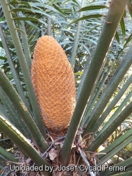 Cycas bougainvilleana