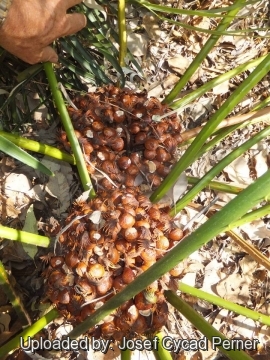 Cycas simplicipinna