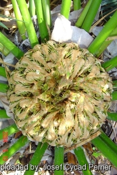 Cycas sphaerica