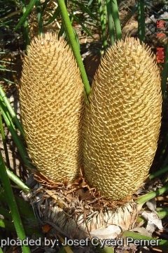 Cycas sphaerica