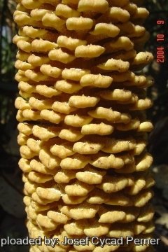 Cycas micholitzii